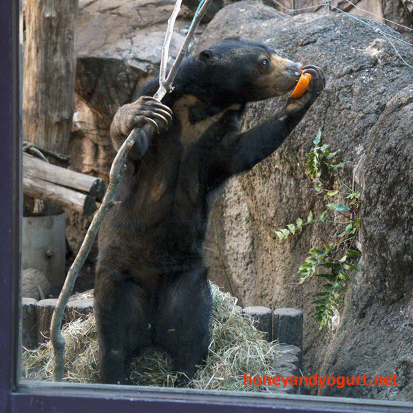 上野動物園 マレーグマ モモコ