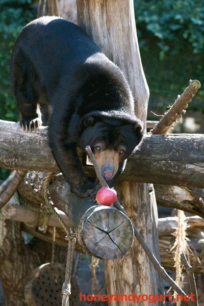 上野動物園 マレーグマ モモコ