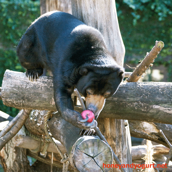 上野動物園 マレーグマ モモコ