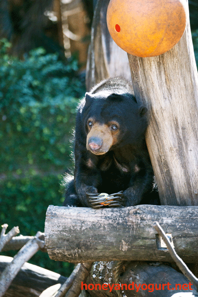 上野動物園 マレーグマ モモコ