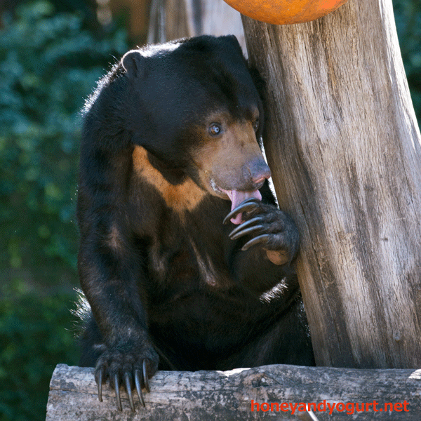 上野動物園 マレーグマ モモコ