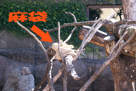 上野動物園　マレーグマ舎