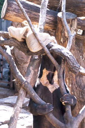 上野動物園　マレーグマ　アズマ