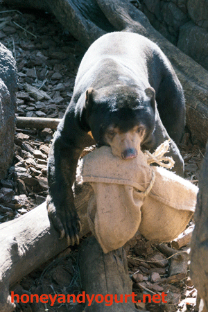 上野動物園　マレーグマ　アズマ