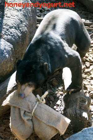 上野動物園　マレーグマ　アズマ