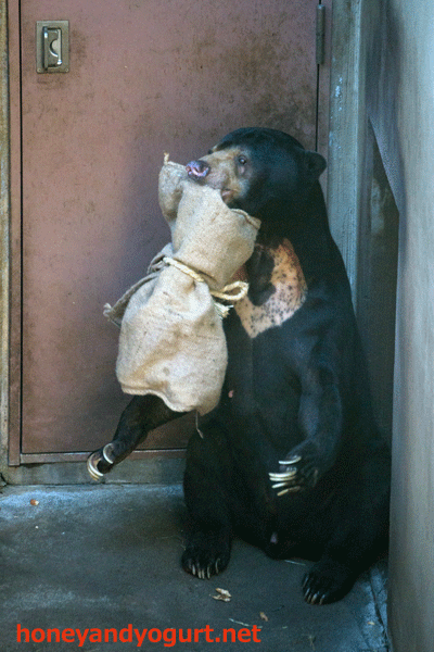 上野動物園　マレーグマ　アズマ