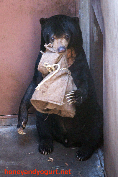 上野動物園　マレーグマ　アズマ
