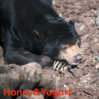 上野動物園　マレーグマ　アズマ
