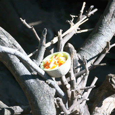 上野動物園　マレーグマ舎