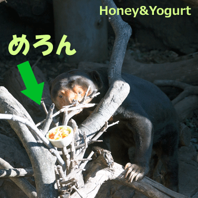 上野動物園　マレーグマ　キョウコ