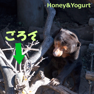 上野動物園　マレーグマ　キョウコ