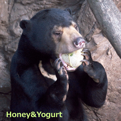 マレーグマ　フジ