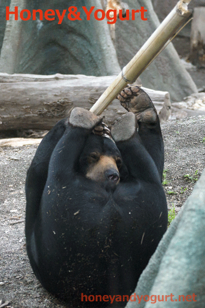 札幌市円山動物園 マレーグマ ウメキチ