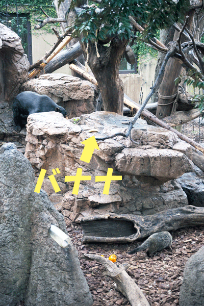 上野動物園 マレーグマ アズマ