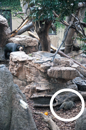 上野動物園 マレーグマ アズマ