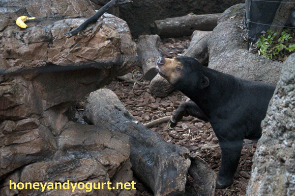 上野動物園 マレーグマ アズマ