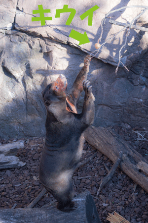 上野動物園 マレーグマ キョウコ