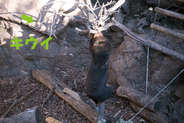 上野動物園 マレーグマ キョウコ