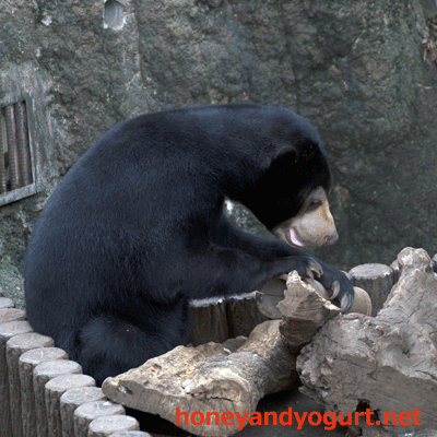 マレーグマ　フジ