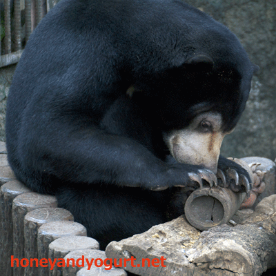 マレーグマ　フジ