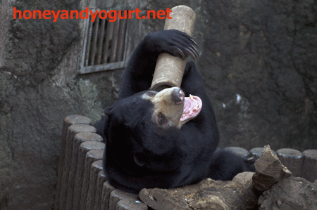 マレーグマ　フジ