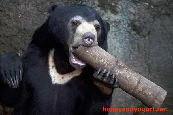 マレーグマ　フジ