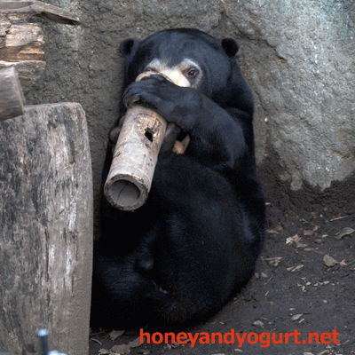 マレーグマ　フジ