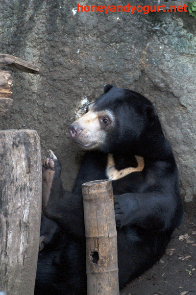 マレーグマ　フジ