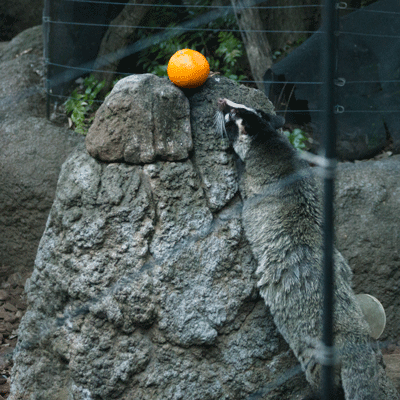 上野動物園 マレーグマ舎