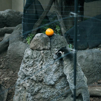 上野動物園 マレーグマ舎