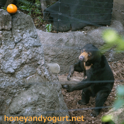 上野動物園 マレーグマ モモコ