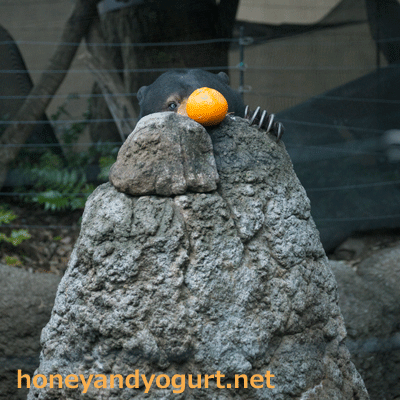 上野動物園 マレーグマ モモコ