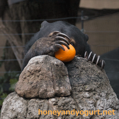 上野動物園 マレーグマ モモコ
