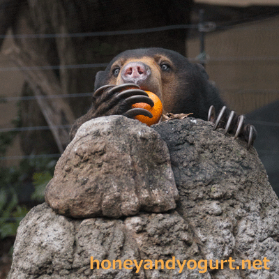 上野動物園 マレーグマ モモコ