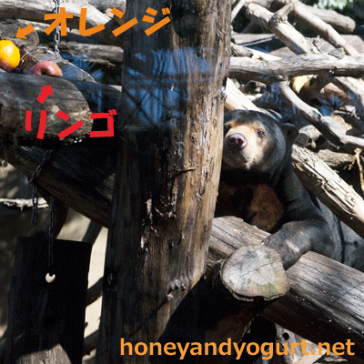 上野動物園 マレーグマ アズマ