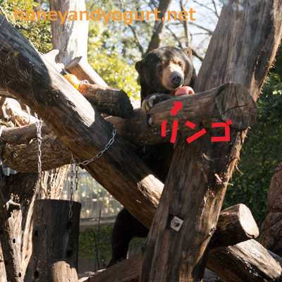 上野動物園 マレーグマ アズマ