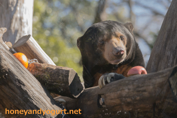 上野動物園 マレーグマ アズマ