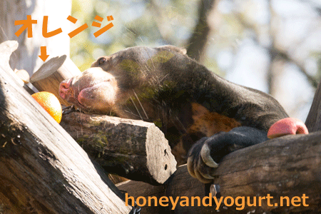 上野動物園 マレーグマ アズマ