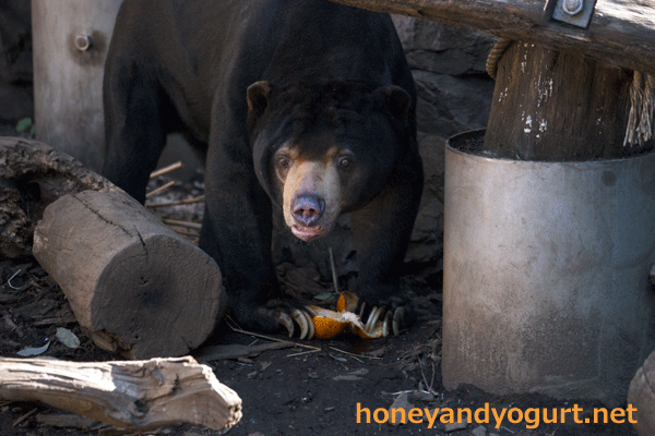 上野動物園 マレーグマ アズマ