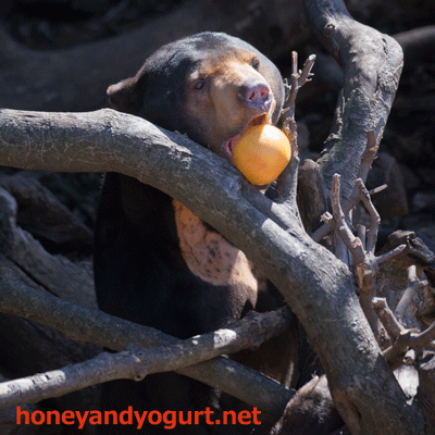 上野動物園　マレーグマ　アズマ