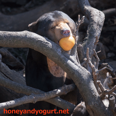 上野動物園　マレーグマ　アズマ