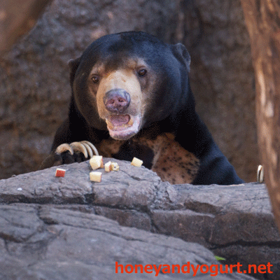 上野動物園　マレーグマ　アズマ