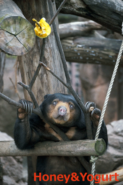 上野動物園　マレーグマ　モモコ
