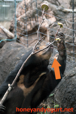 上野動物園　マレーグマ　モモコ