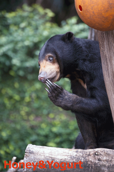 上野動物園　マレーグマ　モモコ