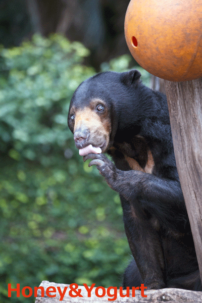 上野動物園　マレーグマ　モモコ