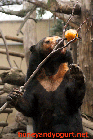 上野動物園　マレーグマ　キョウコ
