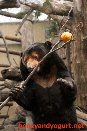 上野動物園　マレーグマ　キョウコ