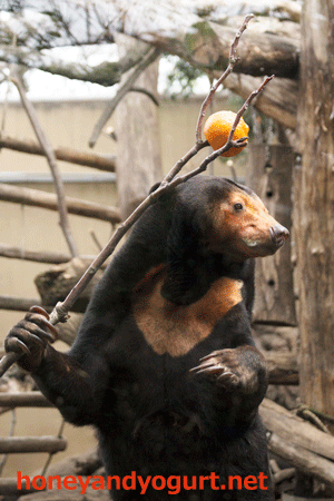 上野動物園　マレーグマ　キョウコ
