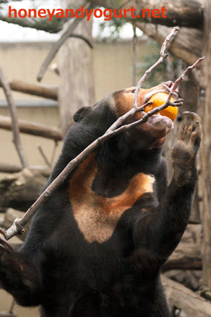 上野動物園　マレーグマ　キョウコ